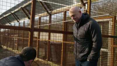 Come on, then.
LION SNARLS - Britain's Tiger Kings - On the Trail with Ross Kemp