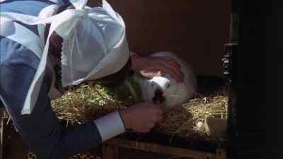 Come on then, rabbit.
Have your biccies, come on. - Girly