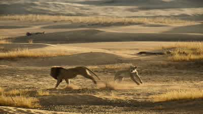 Come on What are you waiting for - The Lion King