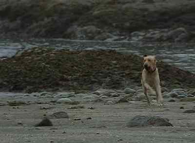 Come on, Yellow! - Far from Home: The Adventures of Yellow Dog