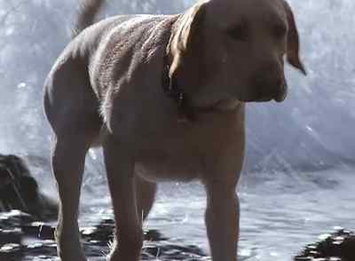 Come on, Yellow. - Far from Home: The Adventures of Yellow Dog