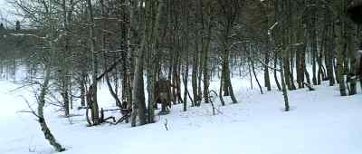 Come on, you. - Jeremiah Johnson