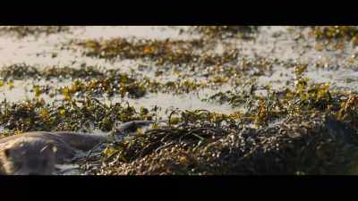 Come on, you're the otter, - Billy & Molly: An Otter Love Story