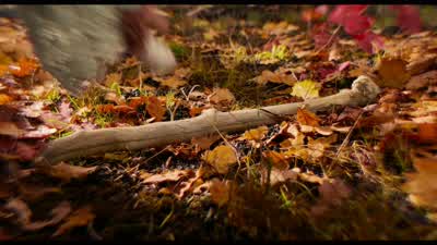 Come, quadruped. - Alice Through the Looking Glass