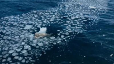 Come summer, two-ton walruses struggle to find ice - Big Beasts