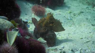 Come up with the most incredible methods
to deceive them. - My Octopus Teacher