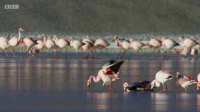 COMICAL, CHEERY MUSIC PLAYS - Planet Earth: A Celebration