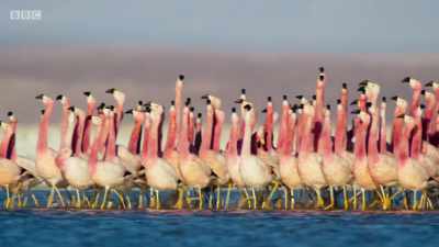 COMICAL MARCHING MUSIC PLAYS - Planet Earth: A Celebration