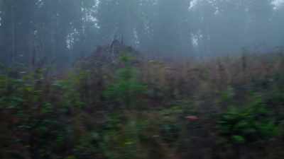 Coming back from
Japan, I worked at - Trees and Other Entanglements