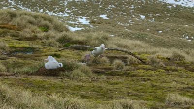 Coming in to land on three-meter wings takes some practice. - Our Planet