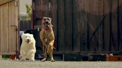COMING UP, THE MYTHBUSTERS
RELEASE THE HOUNDS. - Mythbusters Jr.