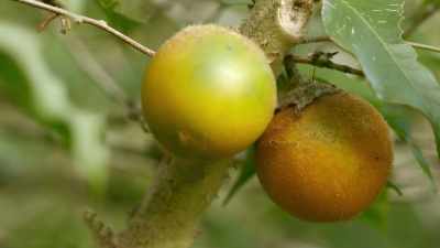 Common in Panamanian cooking,
the naranjilla fruit has a - Restaurants at the End of the World