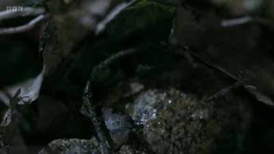 Common toads need freshwater
in which to lay their eggs, - Wild Isles