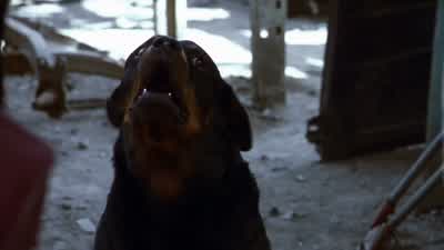 ¿Cómo se llama tu perro? - Amores Perros