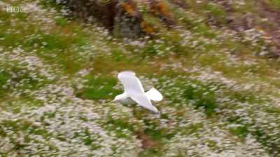 Compared to a puffin,
it's a poor fisherman, - Wales: Land of the Wild