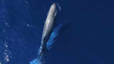 "Compared to Dominica," - Secrets of the Whales