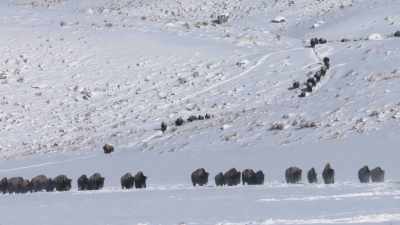 Compared to the millions of
buffalo that had once - The American Buffalo