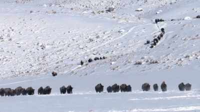 Compared to the
millions of buffalo that - The American Buffalo