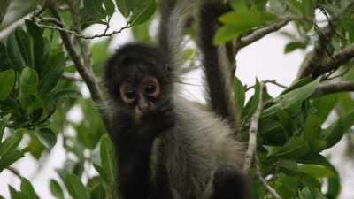 Competition can push any species
toward greatness... - When Nature Calls with Helen Mirren