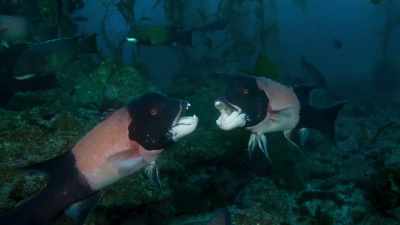 Competition here for space and food - Blue Planet II