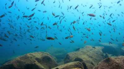 Competition in these crowded waters
is intense. - Our Planet