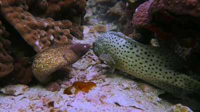 Completely different fish,
but they work together - Chasing Coral