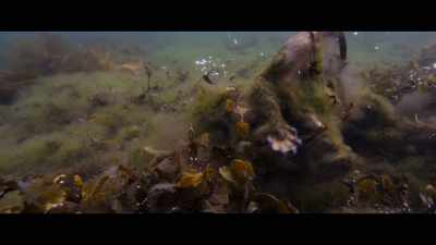 Completely unattached from me. - Billy & Molly: An Otter Love Story
