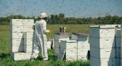 Concurrent to that, I had
a part of my men take bees up - The Pollinators