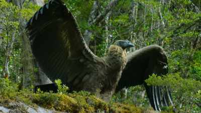 Condors are the world's
largest soaring birds. - Our Great National Parks