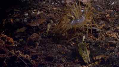 Conflict pervades the bug world. - Micro Monsters with David Attenborough