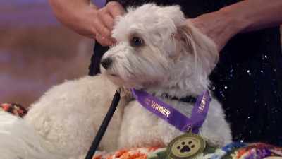Congratulations to our
Best in Couch Potato. - 2022 American Rescue Dog Show