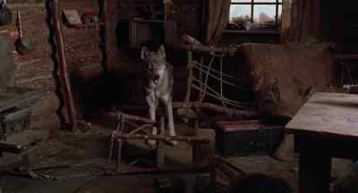 Congratulations. You've got
a healthy wolf on your hands. - White Fang
