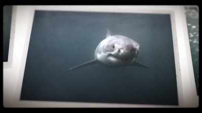 Conservation?
There is no such thing on killer sharks, - Playing with Sharks