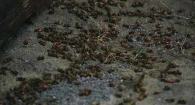 Consistent pollination race,
so to speak. - The Pollinators