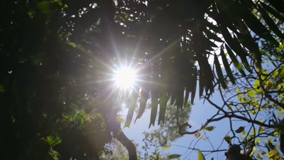 'Consistent sunlight all year round - A Year on Planet Earth