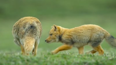 'Constantly sprinting after prey - A Year on Planet Earth