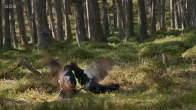 Contests like these can easily end
in broken bones - and even death. - Wild Isles