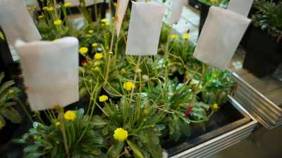 Continental is betting
on the dandelion - This Giant Beast That is the Global Economy