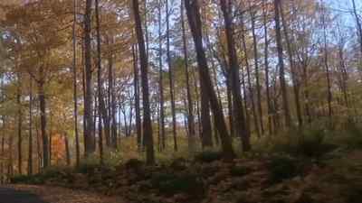 [Continues] - Sweet Movie