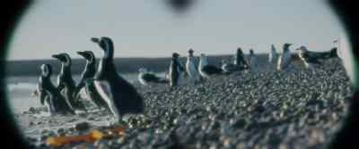 [cooing] - My Penguin Friend