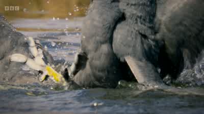 Coots are fiercely territorial. - Wild London