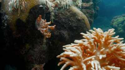 Coral has existed
for 450 million years, - Anthropocene: The Human Epoch
