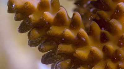 Coral reefs were turning white. - David Attenborough: A Life on Our Planet