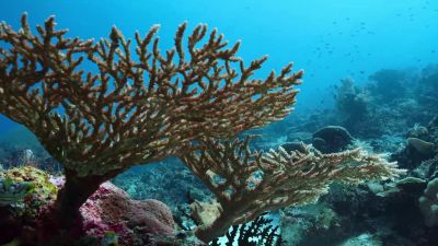 Coral reefs... - Earth at Night in Color