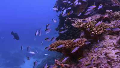 Corals are experts at creating high-rises. - Chasing Coral