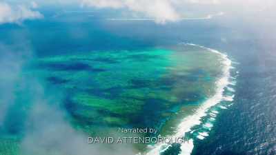 Corals build themselves
homes of limestone, - Blue Planet II