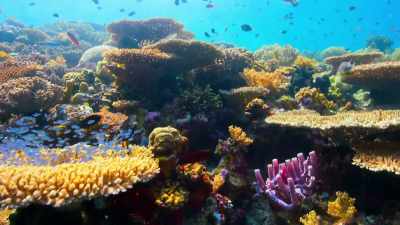 Corals create the structures
that provide food and shelter, - Our Planet