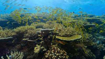 Corals represent just 1% of the ocean, - Our Great National Parks