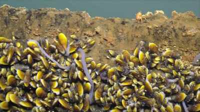 Cordes: WHEN THEY FIND A BIG FISH CARCASS - Strange Evidence