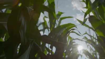 Corn liquor is not
something that
I do very often, - Moonshiners: Master Distiller